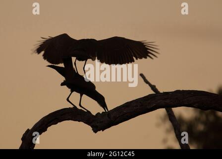 Hammer headed Stork, (Scopus umbretta), African wading bird, Kruger National Park, South Africa. Stock Photo