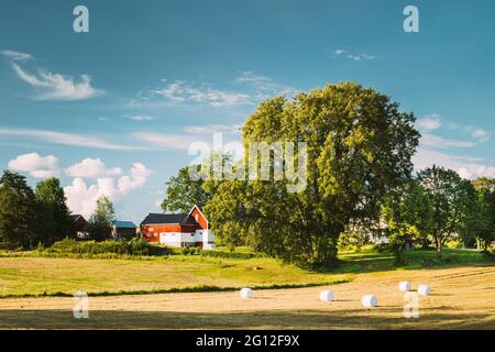 Swedish Rural Landscape Field With Dry Hay Bales Rolls After Harvest In Sunny Evening. Farmland With Red Farm Barn In Village.