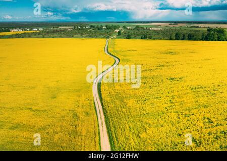 Aerial View Of Agricultural Landscape With Flowering Blooming Rapeseed, Oilseed In Field In Spring Season. Blossom Of Canola Yellow Flowers.