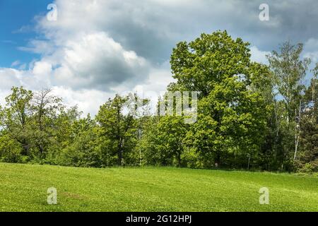 A large oak tree on the edge of a green field. Agricultural landscape in the Czech Republic. Green oak. Stock Photo