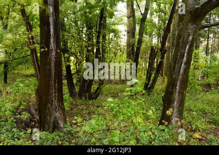 Low level forest floor Stock Photo