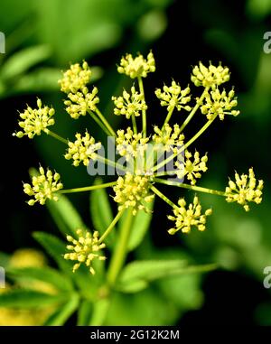 A close up image of early yellow blooms of wild parsnip (Pastinaca sativa) in an Iowa prairie. Stock Photo