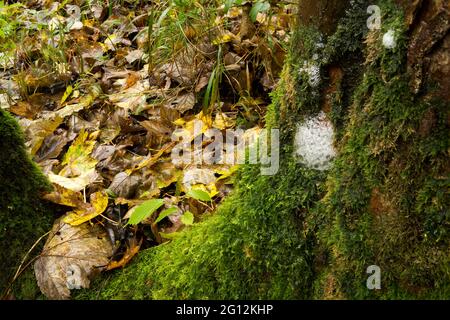 Low level forest floor with stem flow bubbles Stock Photo