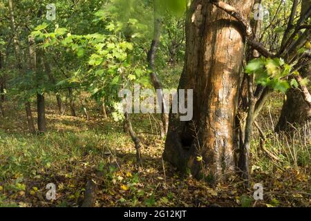 Low level forest floor Stock Photo