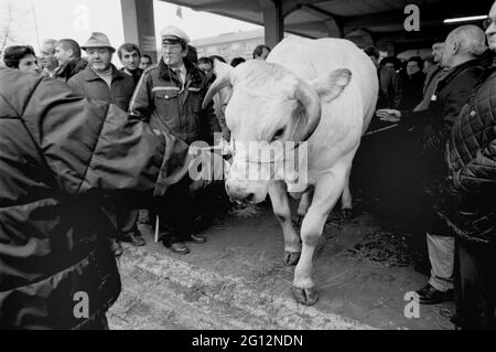 traditional feast of  'Bue Grasso' (fat ox) in Carrù (Cuneo, Piedmont, Italy), fair of 'white Piedmontese' race  livestock, one of most ancient in Italy Stock Photo