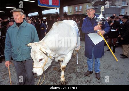 traditional feast of  'Bue Grasso' (fat ox) in Carrù (Cuneo, Piedmont, Italy), fair of 'white Piedmontese' race  livestock, one of most ancient in Italy Stock Photo