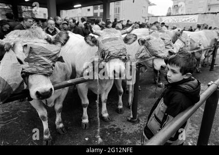 traditional feast of  'Bue Grasso' (fat ox) in Carrù (Cuneo, Piedmont, Italy), fair of 'white Piedmontese' race  livestock, one of most ancient in Italy Stock Photo