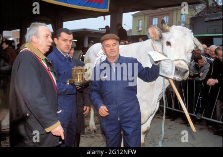 traditional feast of  'Bue Grasso' (fat ox) in Carrù (Cuneo, Piedmont, Italy), fair of 'white Piedmontese' race  livestock, one of most ancient in Italy Stock Photo