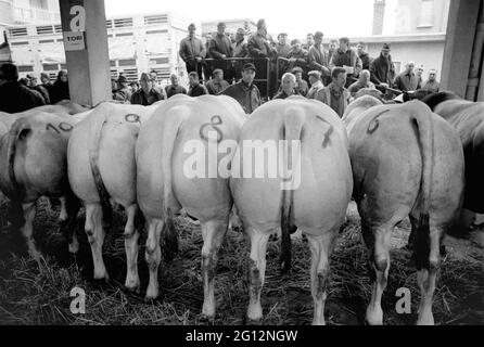 traditional feast of  'Bue Grasso' (fat ox) in Carrù (Cuneo, Piedmont, Italy), fair of 'white Piedmontese' race  livestock, one of most ancient in Italy Stock Photo