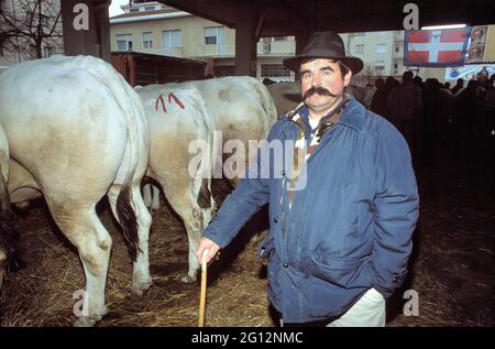 traditional feast of  'Bue Grasso' (fat ox) in Carrù (Cuneo, Piedmont, Italy), fair of 'white Piedmontese' race  livestock, one of most ancient in Italy Stock Photo