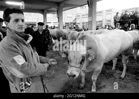 traditional feast of  'Bue Grasso' (fat ox) in Carrù (Cuneo, Piedmont, Italy), fair of 'white Piedmontese' race  livestock, one of most ancient in Italy Stock Photo