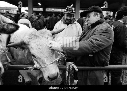 traditional feast of  'Bue Grasso' (fat ox) in Carrù (Cuneo, Piedmont, Italy), fair of 'white Piedmontese' race  livestock, one of most ancient in Italy Stock Photo