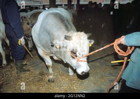 traditional feast of  'Bue Grasso' (fat ox) in Carrù (Cuneo, Piedmont, Italy), fair of 'white Piedmontese' race  livestock, one of most ancient in Italy Stock Photo