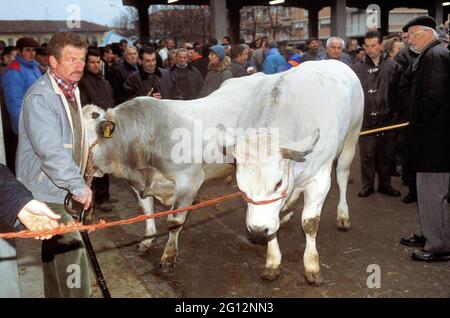 traditional feast of  'Bue Grasso' (fat ox) in Carrù (Cuneo, Piedmont, Italy), fair of 'white Piedmontese' race  livestock, one of most ancient in Italy Stock Photo