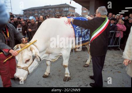 traditional feast of  'Bue Grasso' (fat ox) in Carrù (Cuneo, Piedmont, Italy), fair of 'white Piedmontese' race  livestock, one of most ancient in Italy Stock Photo