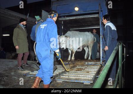 traditional feast of  'Bue Grasso' (fat ox) in Carrù (Cuneo, Piedmont, Italy), fair of 'white Piedmontese' race  livestock, one of most ancient in Italy Stock Photo