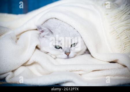 adult cat breed Scottish chinchilla with straight ears, sleeps at home Stock Photo