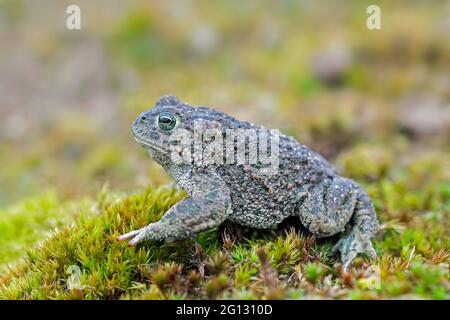 Natterjack toad (Epidalea calamita / Bufo calamita) male in the dunes along the North Sea coast in spring Stock Photo