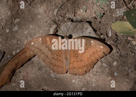 Common Baron butterfly (Euthalia aconthea) mud puddling , ie, sucking up fluid from moist area. Image shot at Sikkim, India. Stock Photo