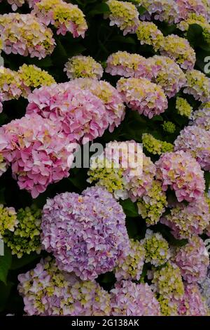 Pink Hydrangea or Hortensia (Hydrangea macrophylla) bush in bloom, Sintra, Lisbon, Portugal. Springtime Stock Photo
