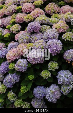 Pink Hydrangea or Hortensia (Hydrangea macrophylla) bush in bloom, Sintra, Lisbon, Portugal. Springtime Stock Photo