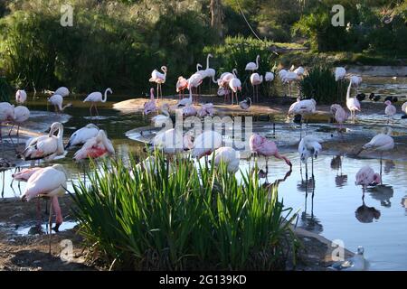 flock of pink flamingos in natural setting