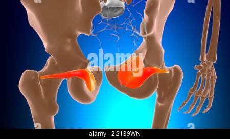 Obturator internus Muscle Anatomy For Medical Concept 3D Illustration Stock Photo