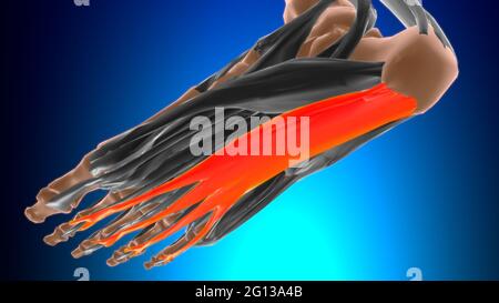 Medical Illustration of Flexor Digitorum Brevis Stock Photo - Alamy