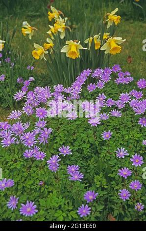Spring display of Daffodils and Anemone blanda country garden Stock Photo