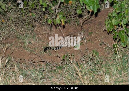 Large-spotted Genet (Genetta tigrina), night game drive, Kruger National Park, Mpumalanga, South Africa.