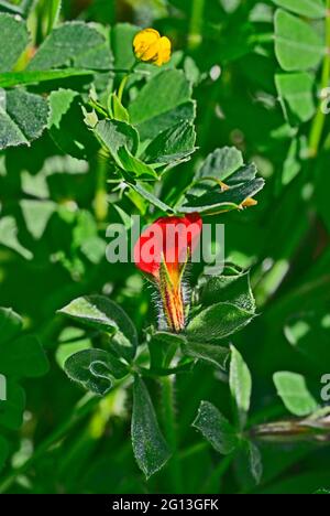Close up of Ttragonolobus purpureus Winged Pea  growing wild in the Cyprus countryside Stock Photo