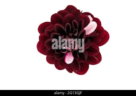 Colorful maroon and pink Dahlia flower isolated on a white background with clipping path. Stock Photo