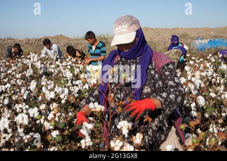 Adana/Turkey - 09-26-2014: Workers collecting cotton in the cotton field, Adana, Turkey Stock Photo