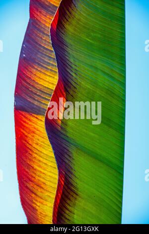 Beautiful shapes and various colors on the leafs of a banana tree Stock Photo
