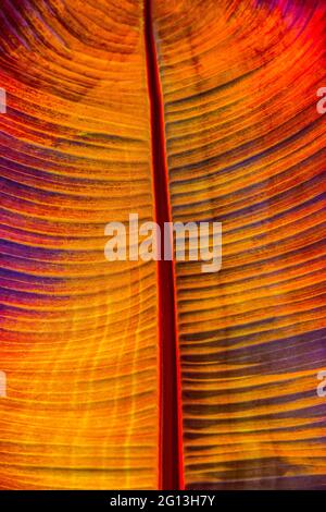Beautiful shapes and various colors on the leafs of a banana tree Stock Photo