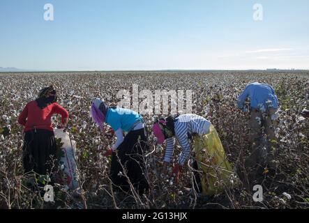 Adana/Turkey - 09-26-2014: Workers collecting cotton in the cotton field, Adana, Turkey Stock Photo