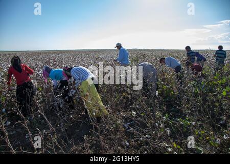 Adana/Turkey - 09-26-2014: Workers collecting cotton in the cotton field, Adana, Turkey Stock Photo