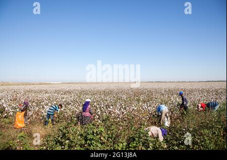 Adana/Turkey - 09-26-2014: Workers collecting cotton in the cotton field, Adana, Turkey Stock Photo