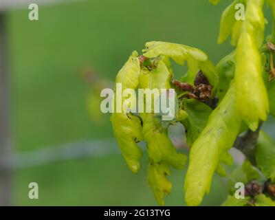 Green Shield or Green Stink bug on the leaves of an oak tree