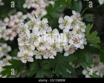 Cluster of hawthorn blossom or May tree blossom Stock Photo