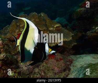 Underwater scenes from cocos island costa rica stock photo alamy