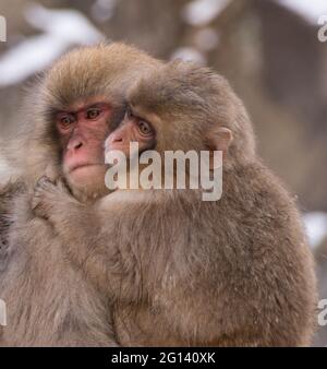 Young Japanese macaque snow monkey hugging her mother Stock Photo