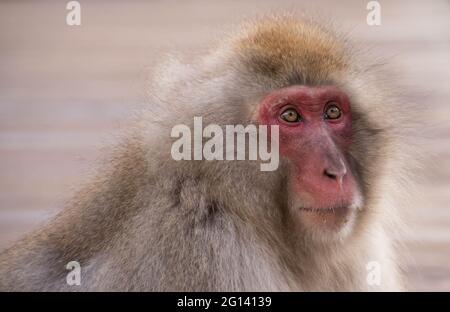 Closeup portrait of a Macaca Fuscata (Japanese Snow Monkey) Jigokudani Snow Monkey Park, Yudanaka, Japan, Asia Stock Photo