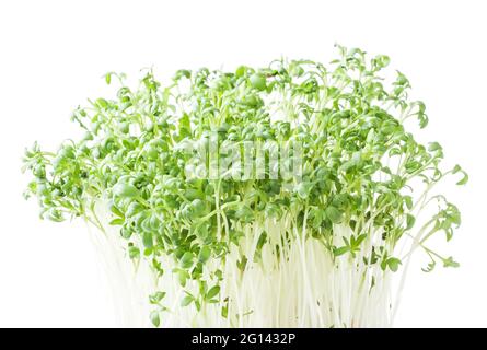 Growing micro greens cilantro sprouts isolated on white background Stock Photo