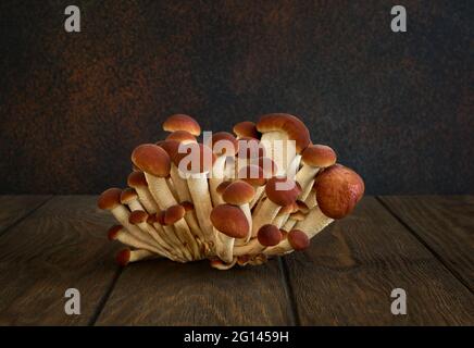 Edible mushrooms, honey agarics close-up on a dark background Stock Photo