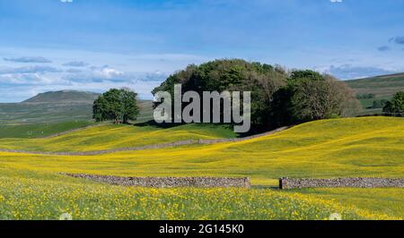 Wensleydale, UK. 04th June, 2021. 4 June, 2021, Hawes, Wensleydale, North Yorkshire. Wildflower meadows in the Yorkshire Dales National Park are enjoying the sunny weather, bursting out in a vivid yellow hue as the Buttercups in the traditional haymeadows explode into full bloom. Credit: Wayne HUTCHINSON/Alamy Live News Stock Photo