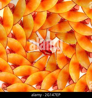 seamless spiral pattern made of dry semi-oval shell, orange creative background Stock Photo