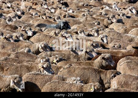 Close up view over herd of sheep in Kazakhstan Stock Photo