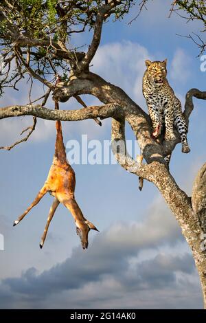 Leopard in the tree with the kill, in Masai Mara, Kenya Stock Photo