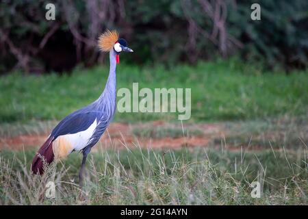 Crowned crane known also as Crested Crane in Samburu, Kenya, Africa Stock Photo